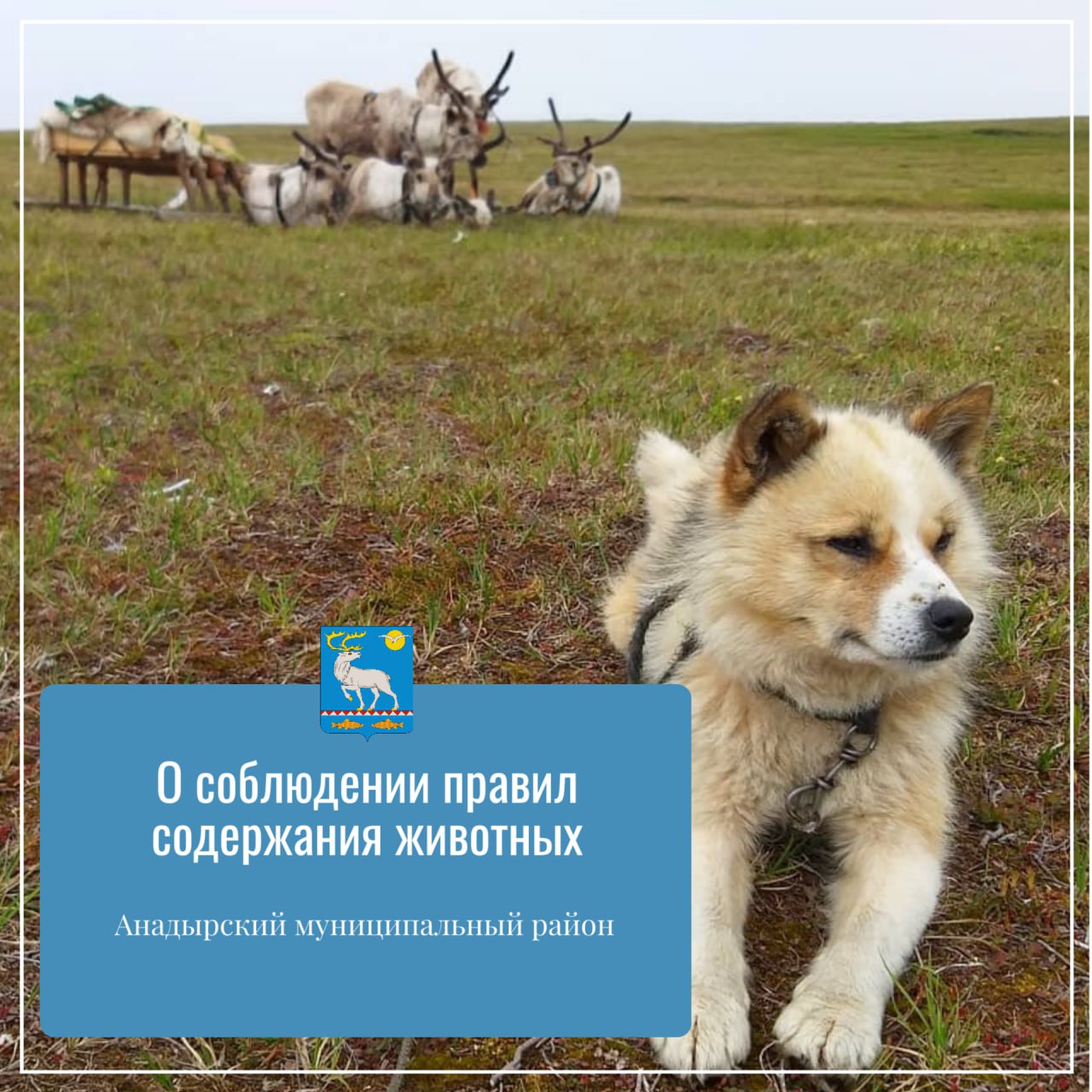 О необходимости соблюдения правил выгула и содержания животных.