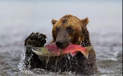 Запахи отходов рыболовства привлекают медведей. Администрация Анадырского района напоминает о необходимости ведения экологичного промысла