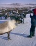 Новости из тундры